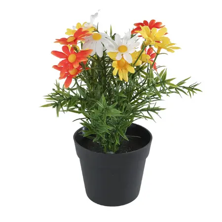 Zijden Margriet wit/geel/oranje H25cm