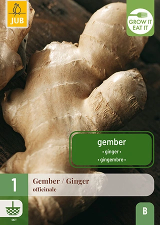 Zingiber / Gember Officinale 1st