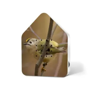 Zwitscherbox Goldcrest Spring '24 Limited - Relaxound - vogelgeluiden 120 sec