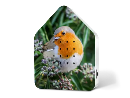 Zwitscherbox Le Happy Birds "Robin Redbreast"