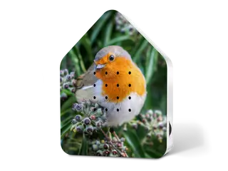 Zwitscherbox Le Happy Birds 