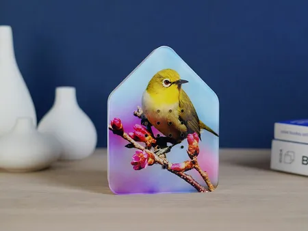 Zwitscherbox Limited Edition Spring 25 Silvereye - Relaxound - vogelgeluiden