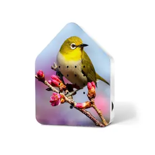Zwitscherbox Limited Edition Spring 25 Silvereye - Relaxound - vogelgeluiden